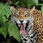 Guardião da Biodiversidade